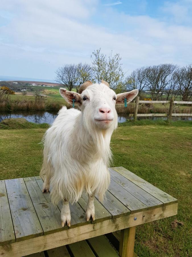 Noddfa Farm Guest House Haverfordwest Esterno foto